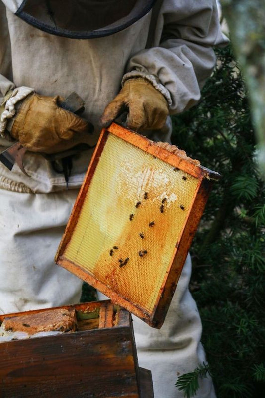 How Supporting Local Beekeepers Benefits the Community and the Environment